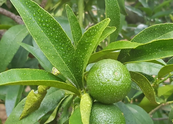 Clémentine de Corse verte
