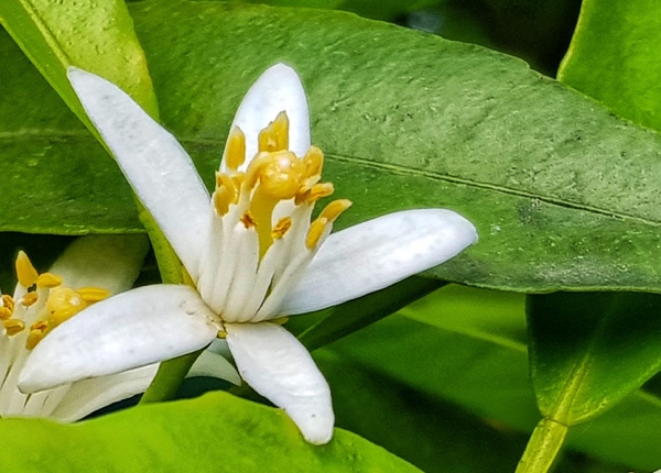 Fleur du clémentinier
