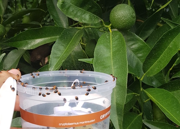 Lacher de coccinelle sur clémentine corse
