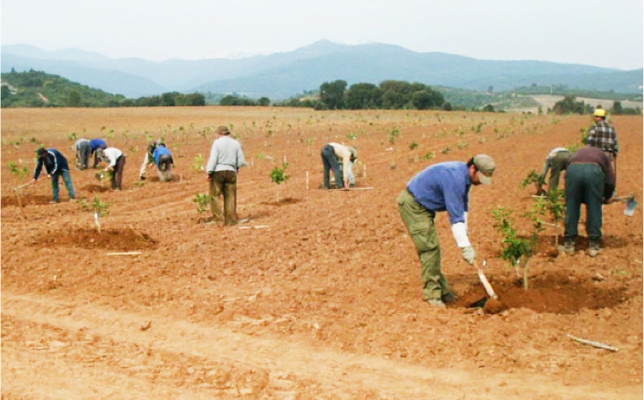 Plantation de clémentiniers en Corse
